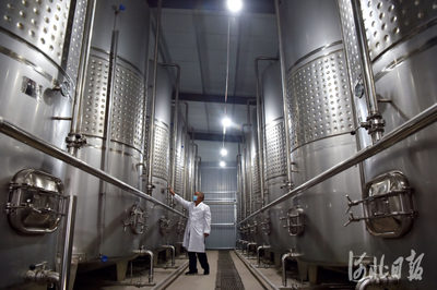 河北靈壽:小葡萄串起大產(chǎn)業(yè)