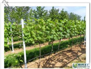 優(yōu)質葡萄酒OEM加工-煙臺大型葡萄種植、釀造基地-浩源_食品、飲料_世界工廠網中國產品信息庫