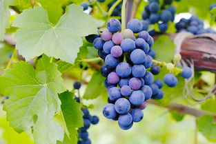 太后 效應(yīng)持續(xù)不減,取景地格里夫斯?fàn)I成韓國(guó)熱門(mén)新景點(diǎn) 韓國(guó)旅游資訊 韓游網(wǎng) 韓國(guó)旅游 韓游網(wǎng) 韓國(guó)旅游攻略 韓國(guó)旅行門(mén)戶網(wǎng)站