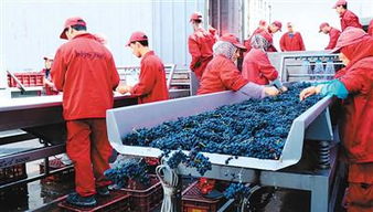 11月5日首屆國(guó)際進(jìn)博會(huì)開(kāi)幕 中國(guó)準(zhǔn)備 買買買