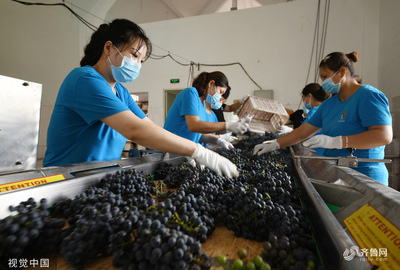 棗莊葡萄園豐收季 工人采摘忙，葡萄酒加工正當(dāng)時